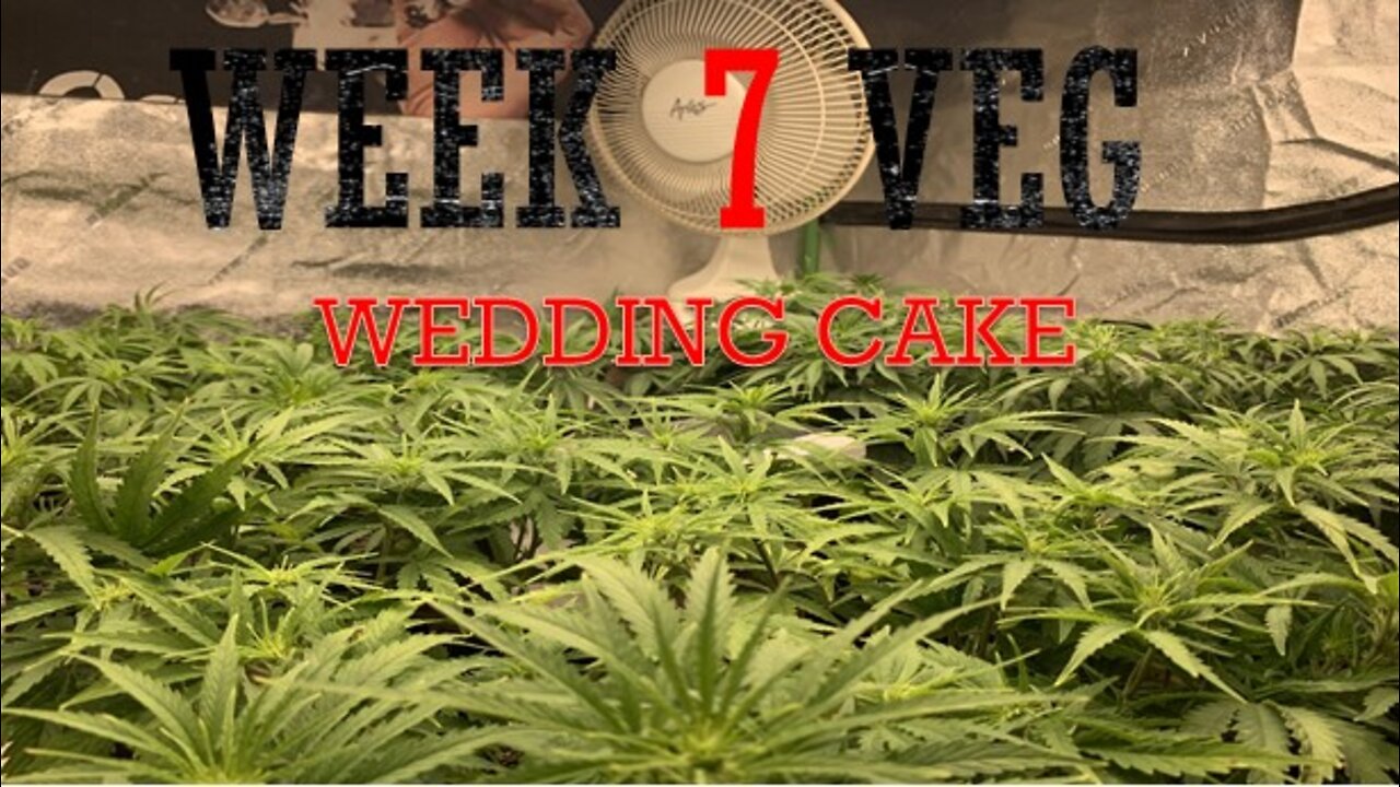 Week 7 Wedding Cake