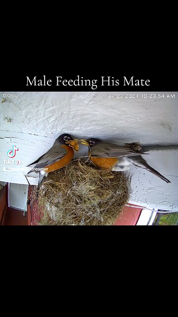 Male Feeding his Mate.