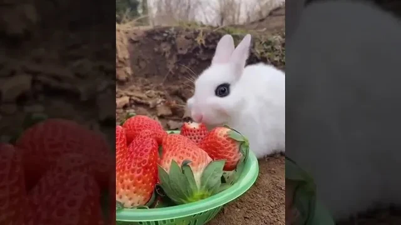 Adorable Little Rabbit Eating Strawberries #cuteanimemoments #whiterabbits #wildlifeanimals