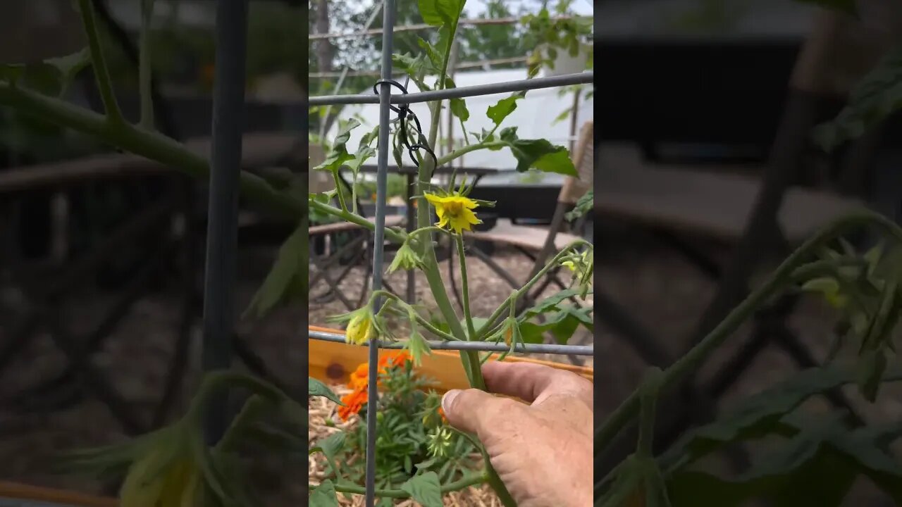 Pollinate your tomatoes flowers… drum roll please.