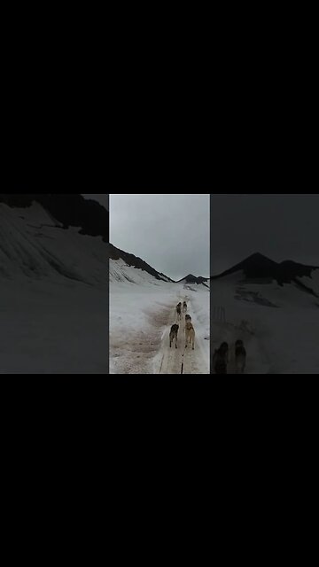 Dog sled crash #travel #alaskahelicoptertours #bucketlist #adventure #alaska