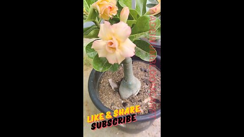 beautiful adenium rosery flower.. 🌹🌹🌹🌹