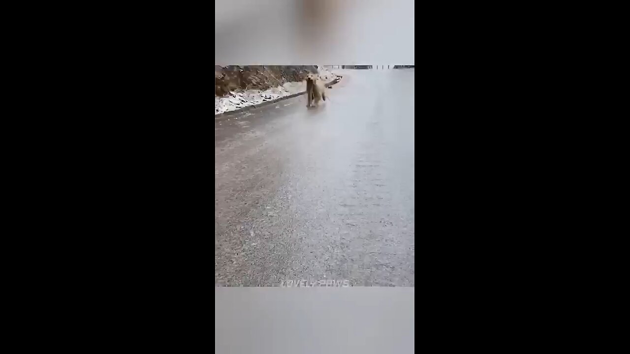 Funniest moment of 🐕🐕🐕 dogs