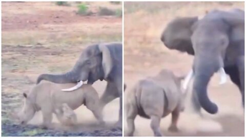 Mother Rhino fight elephant 😬😨