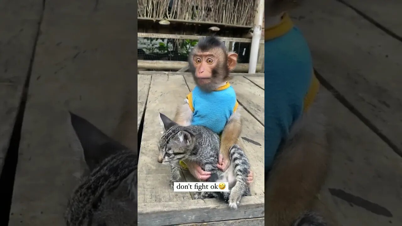 Monkey And Cat #pet #cute #funnyvideo