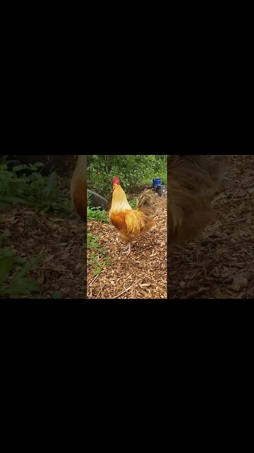 Pecker The Rooster #chickens #homesteading #chickenlife