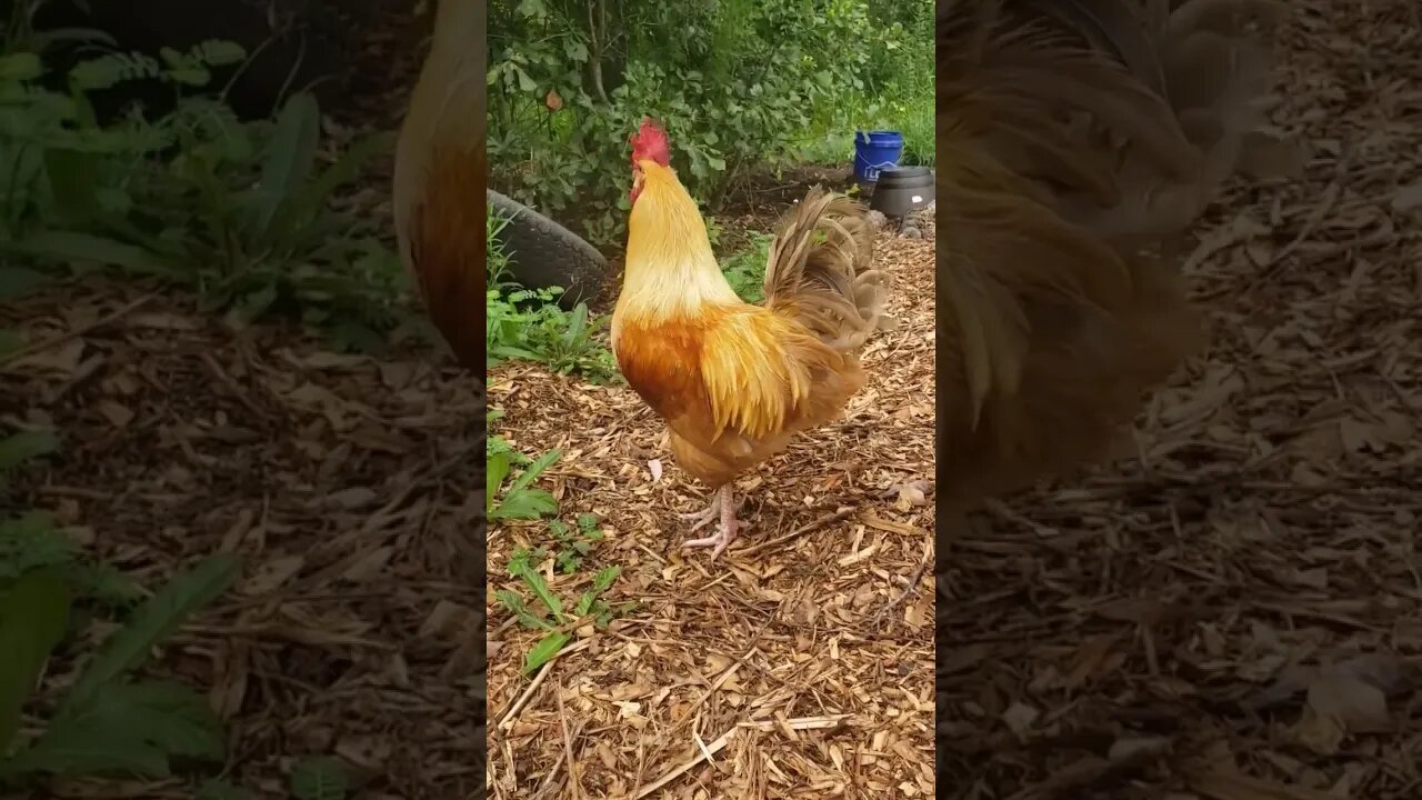 Pecker The Rooster #chickens #homesteading #chickenlife