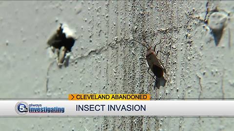 Residents wage futile war against bevy of bugs