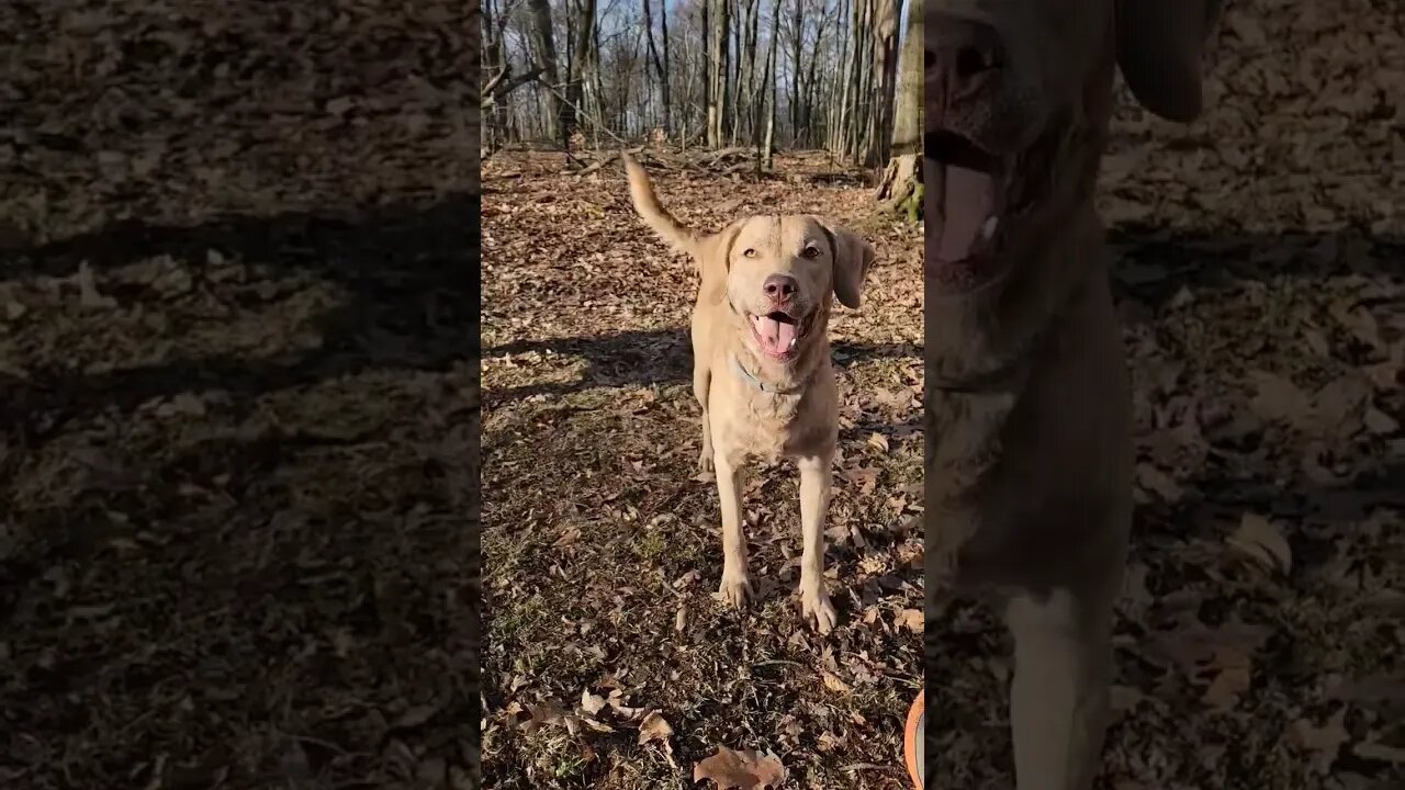 Getting exercise before mees surgery tomorrow #letsplay #lifewithdogs #spayandneuter