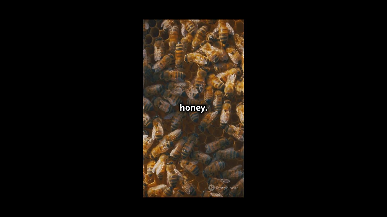 THE DAILY LIFE OF BEES 🐝