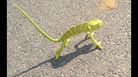 Chameleon Rescue Harness in the Road Side