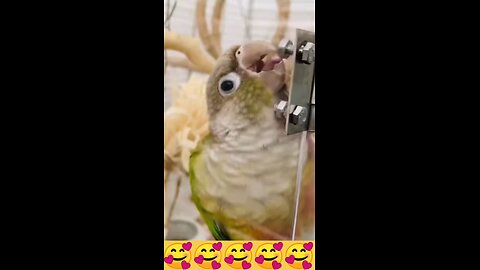 Funny cute birds 😁😁😁😁