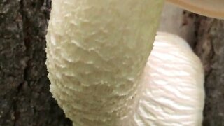 Outta grew Shroom Tree loom