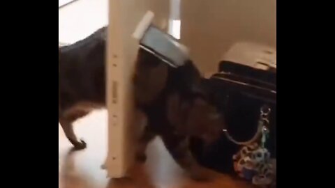 cats pass through any hole, is it?