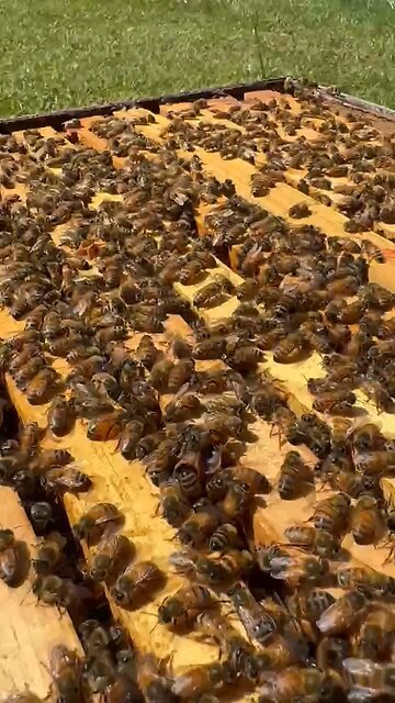 Buzzing bees everywhere 🐝