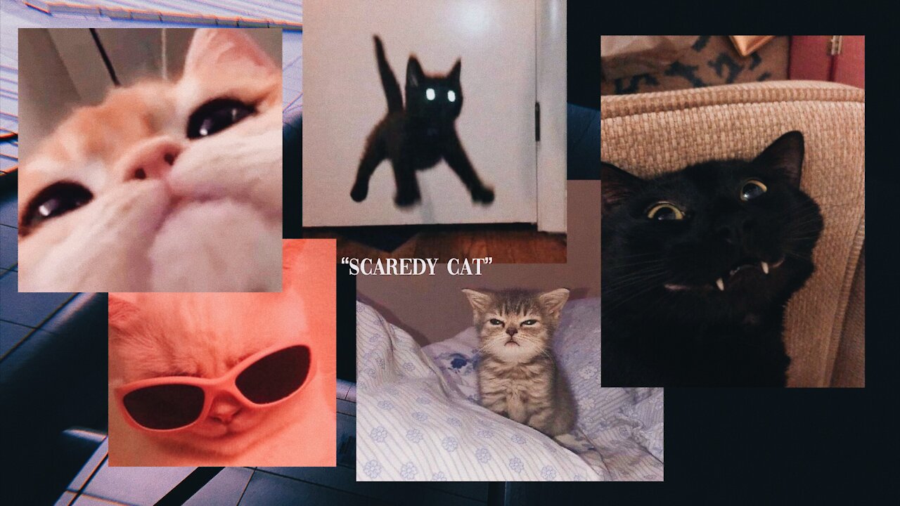 🌹 Scaredy Cat [Ep. 19]