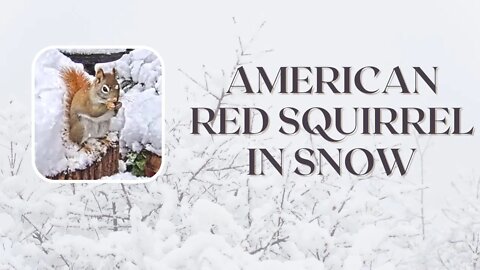 Red Squirrel Digs Out Breakfast in Deep Snow