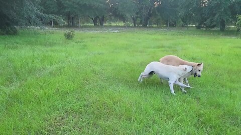German Shepherds battle