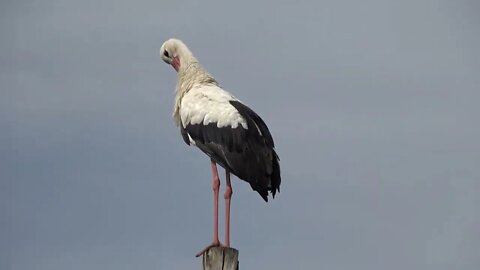 Oiseaux de Villars-les-Dombes - 01