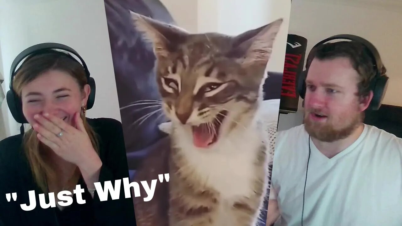 What's up With This Cat?