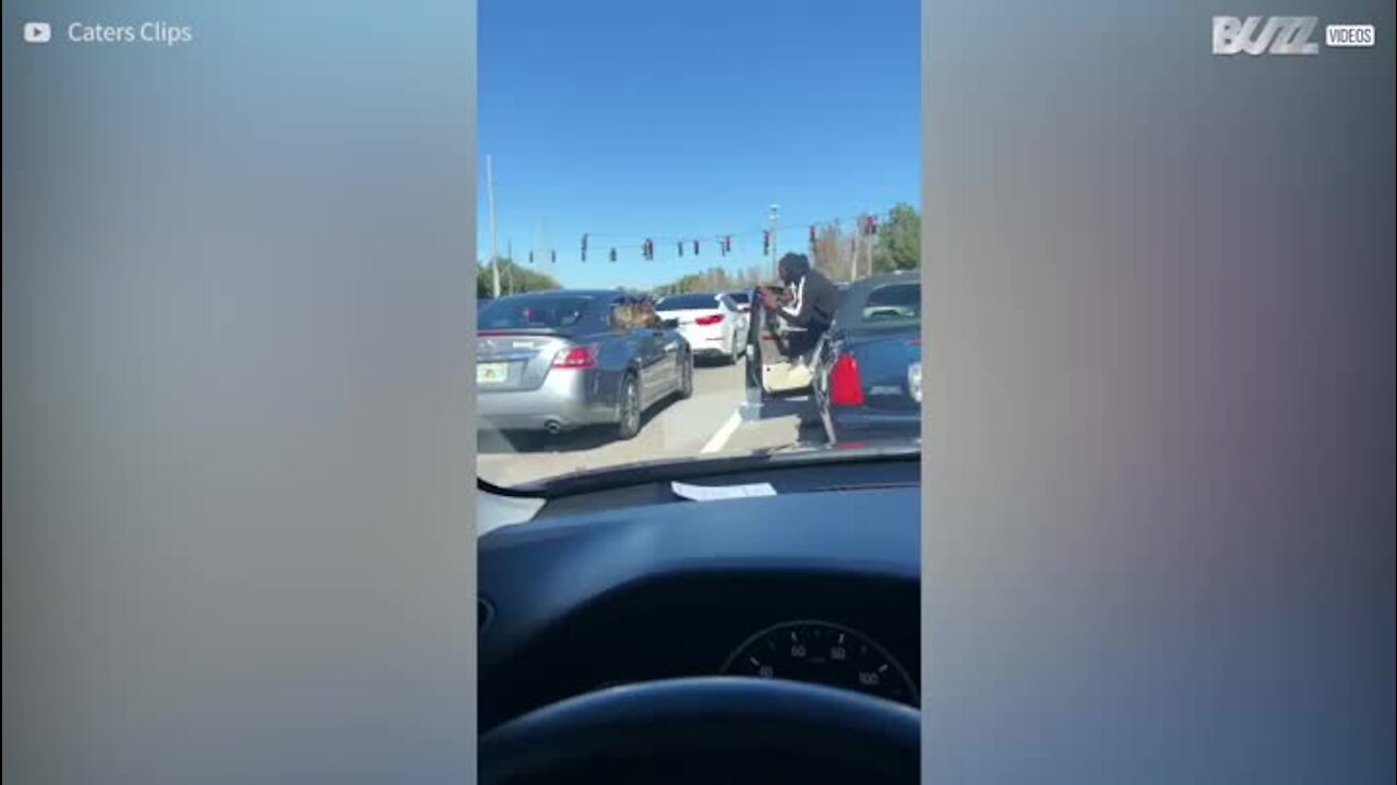 Deux chiens en pleine scène romantique sur l'autoroute