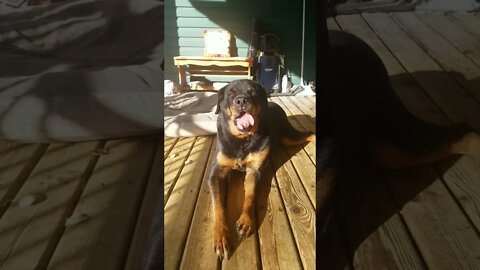 Rottweiler Enjoying The Sunshine 😄💖 #rottweiler #shorts