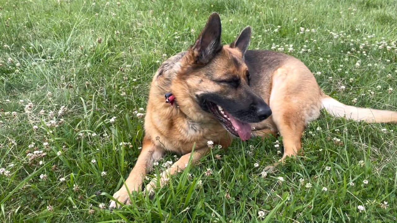 German Shepherd Playing Outside!