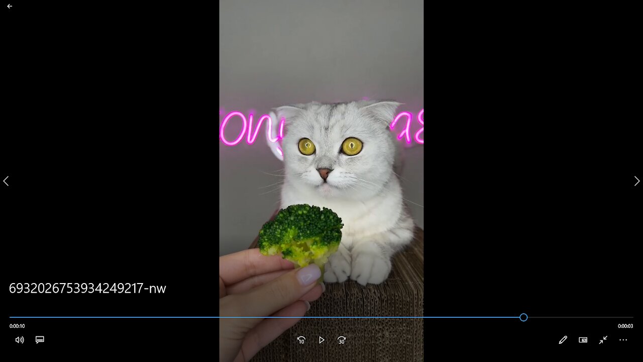 See cat reaction to broccoli