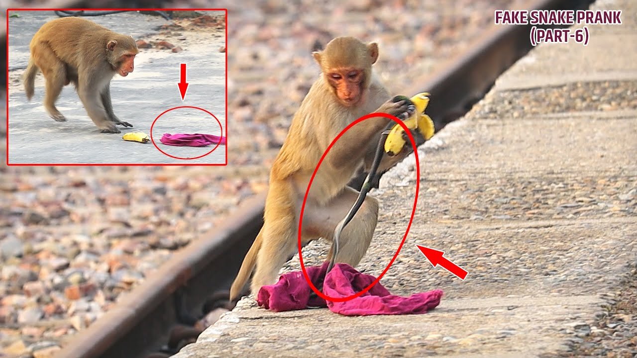 Fake Rubber Snake Banana Prank For Monkey Can't stop laughing