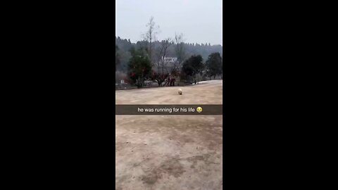 The dog was running for his life