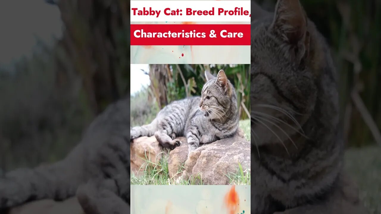 Tabby Cat: Breed Profile, Characteristics & Care