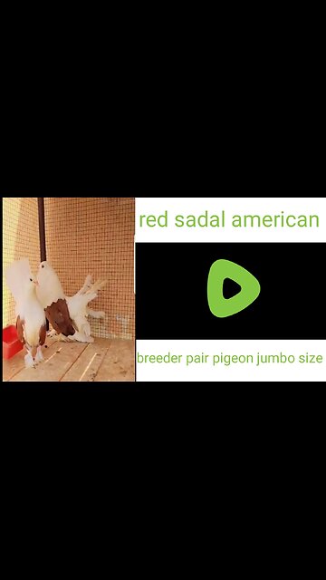 American red jamboo size 1 chicks beautiful breeder pair