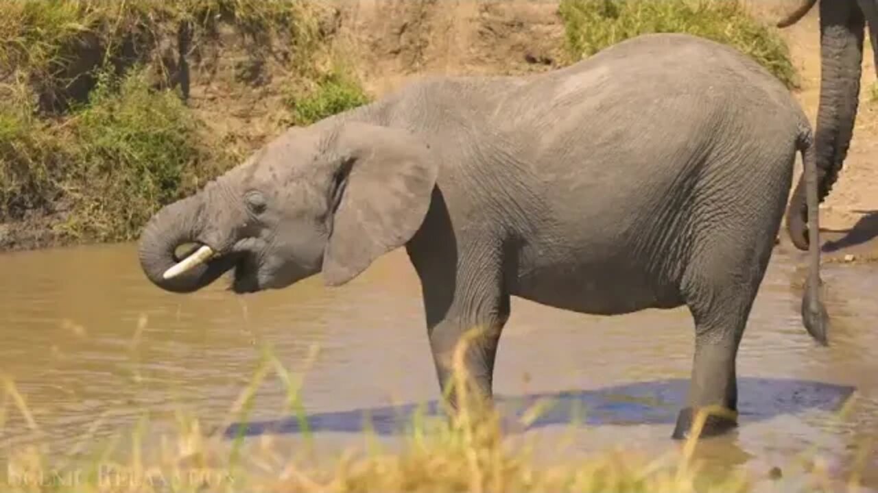 Animals of Africa 4K Scenic Relaxation Film With Calming Music