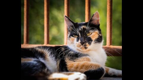 Tabby Cat On Wooden Surface While Closing Eyes