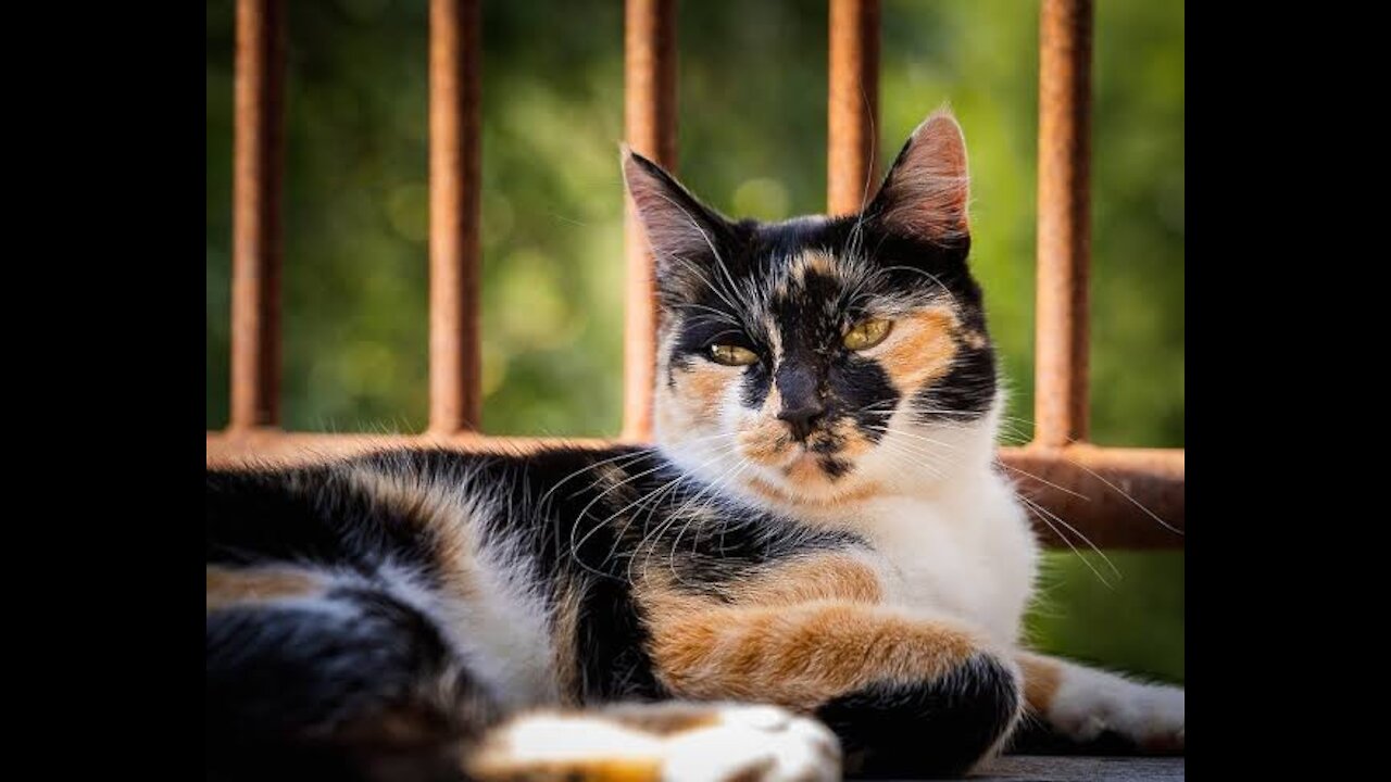 Tabby Cat On Wooden Surface While Closing Eyes