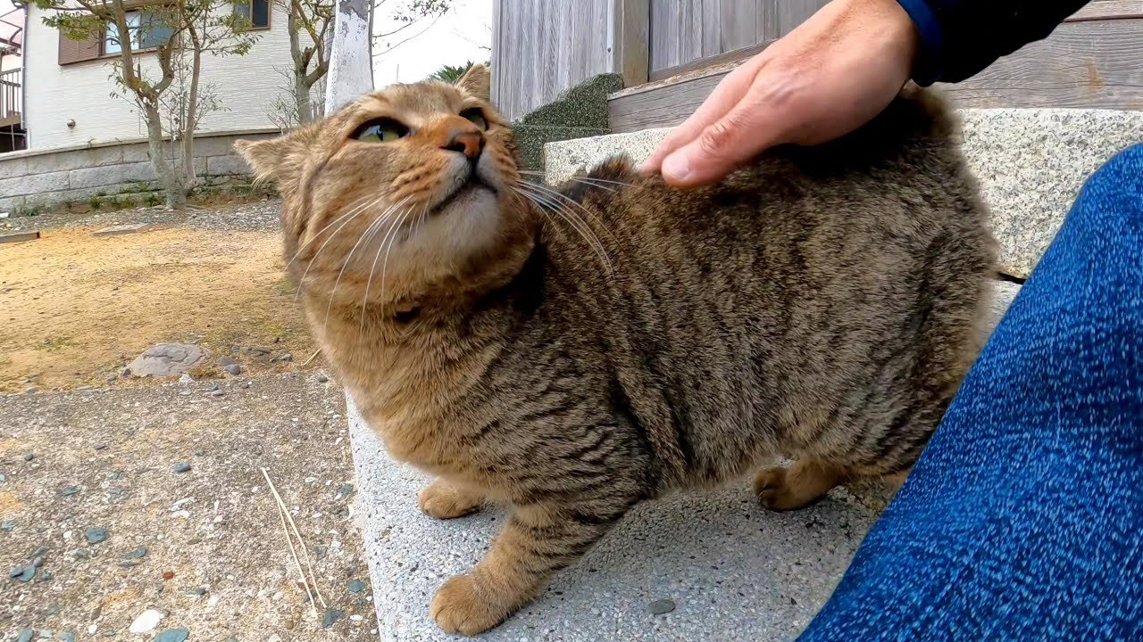 Stroking a stray cat at a shrine raises a strange voice of joy