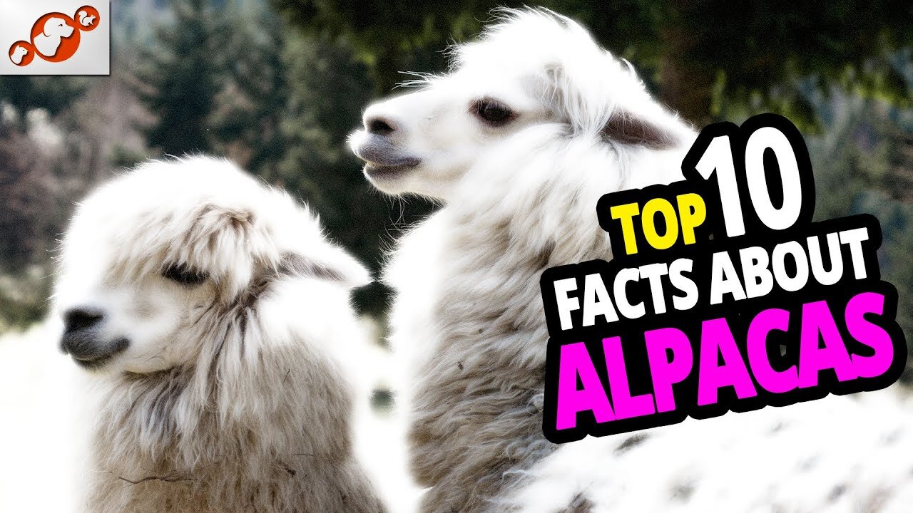 🦙 Why Alpacas? TOP 10 Facts You Didn t Know About Alpacas!