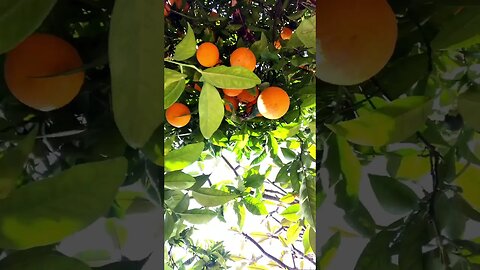 orange grove