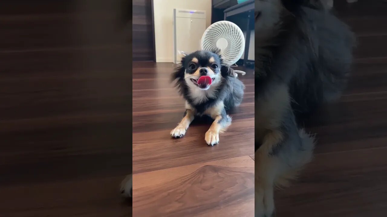 Get Ready to LOL with this Hilariously Adorable Puppy!