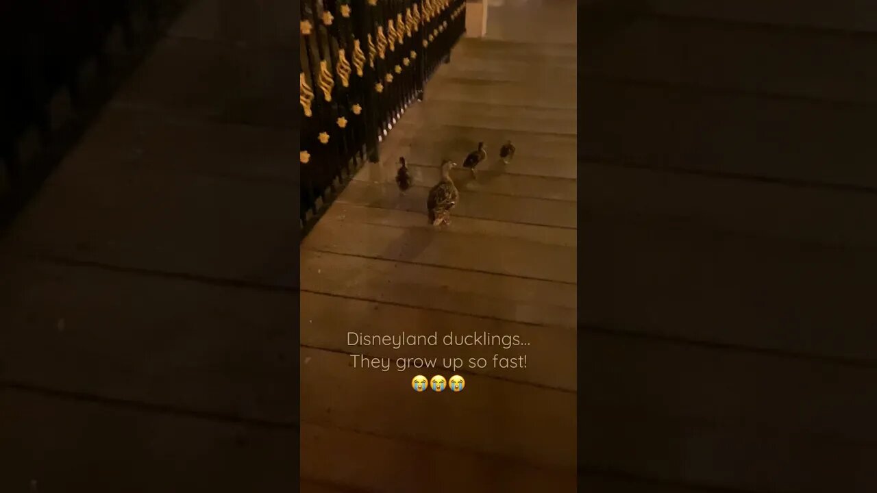 Disneyland ducklings!#disneyland #disneyducks #ducklings #ducks