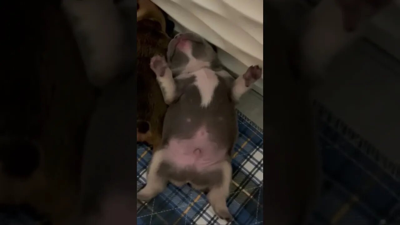 Sleepiest Baby Hippo