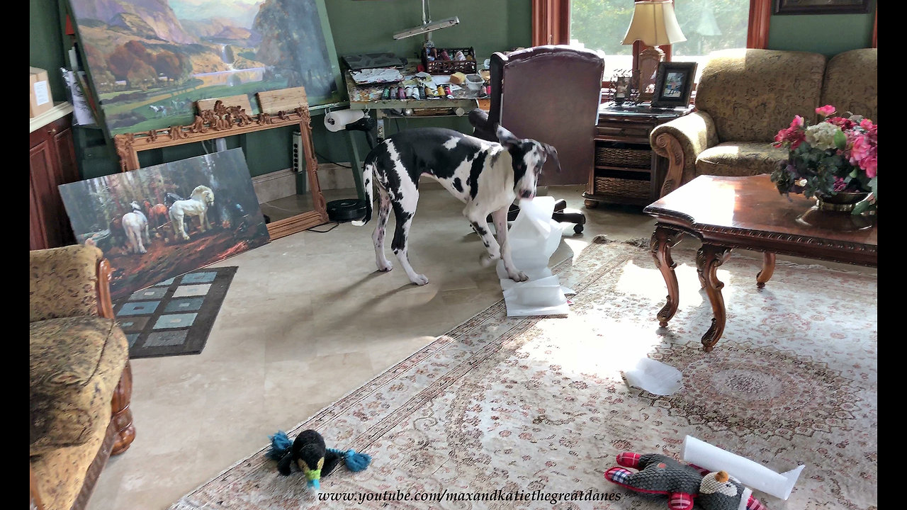 Great Dane puppy gets caught unraveling paper towel