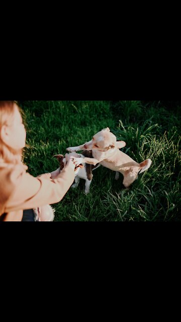 The Dog Is Flattered The canine is Flattered Funny Dogs. (Funny Animals #255)