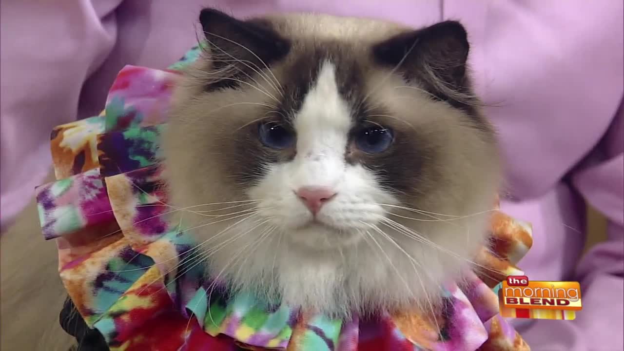 A Cat Show to Get You "Feline Groovy"