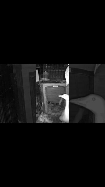 Do these goslings ever sleep?