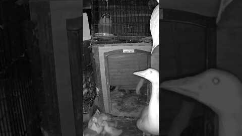 Do these goslings ever sleep?