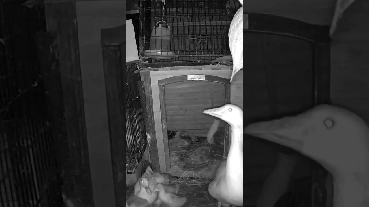 Do these goslings ever sleep?