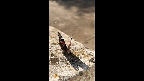 Friendly Butterfly