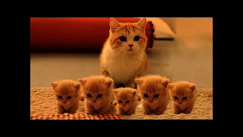 Best Funny Cat Videos