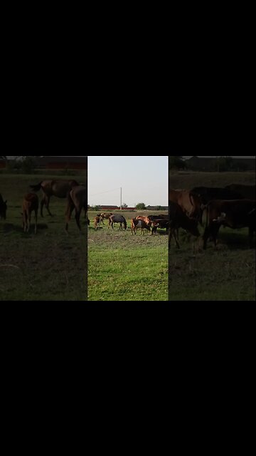 Жизнь в дагестанской деревне